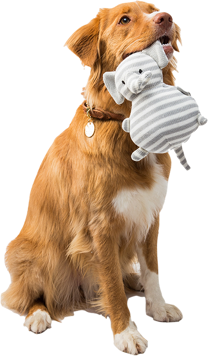 servicios estética canina en Barcelona