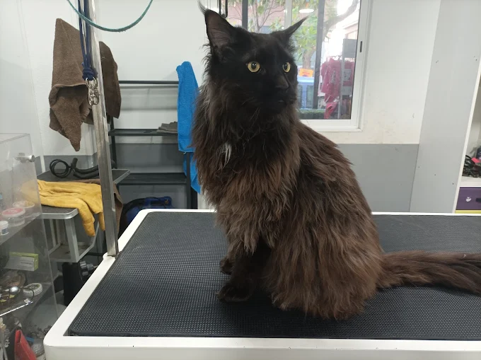 estética canina y felina en Barcelona