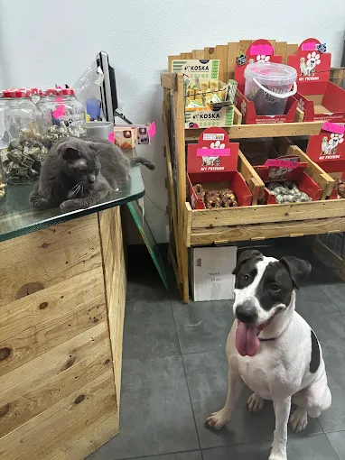 estética canina y felina en Barcelona