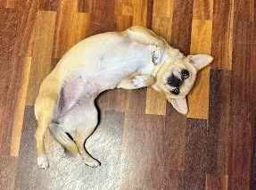 estética canina y felina en Barcelona